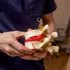 Dr. Rose porckorongsérv gerincsérv